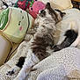 cat, fluffy, sleeping, blanket, plushie, stuffed_toy, couch, cozy, indoor, relaxation, cute, soft, fur, tail, pillow, home, resting, animal, comfort, decor