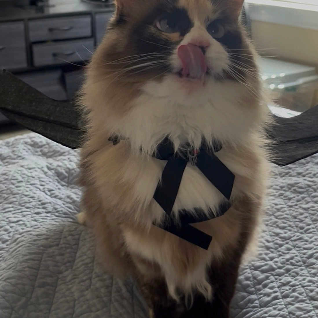 Honey joined the competition — help win amazing prizes! animal, bed, blinds, bow_tie, cat, cute, ears, feline, fluffy, furniture, indoor, licking, mammal, paws, pet, quilt, television, tongue, whiskers, window