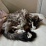 cat, fluffy, sleeping, paw, bed, pillow, fur, cozy, indoor, resting, cute, animal, pet, tabby, whiskers, tail, feline, relaxed, curled_up, soft