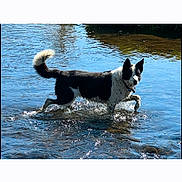 Izzzy joined the competition — help win amazing prizes! dog, border_collie, black_and_white, river, water, splashing, outdoors, nature, animal, pet, standing, running, fluffy_tail, pointed_ears, wet, reflection, sunlight, action, phone_screen, photo_gallery