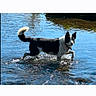 dog, border_collie, black_and_white, river, water, splashing, outdoors, nature, animal, pet, standing, running, fluffy_tail, pointed_ears, wet, reflection, sunlight, action, phone_screen, photo_gallery