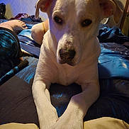 Milk joined the competition — help win amazing prizes! dog, puppy, white_dog, brown_patches, pet, animal, portrait, closeup, sitting, front_paws, crossed_paws, floppy_ears, dark_eyes, nose, bed, blanket, bedroom, fan, indoor, home