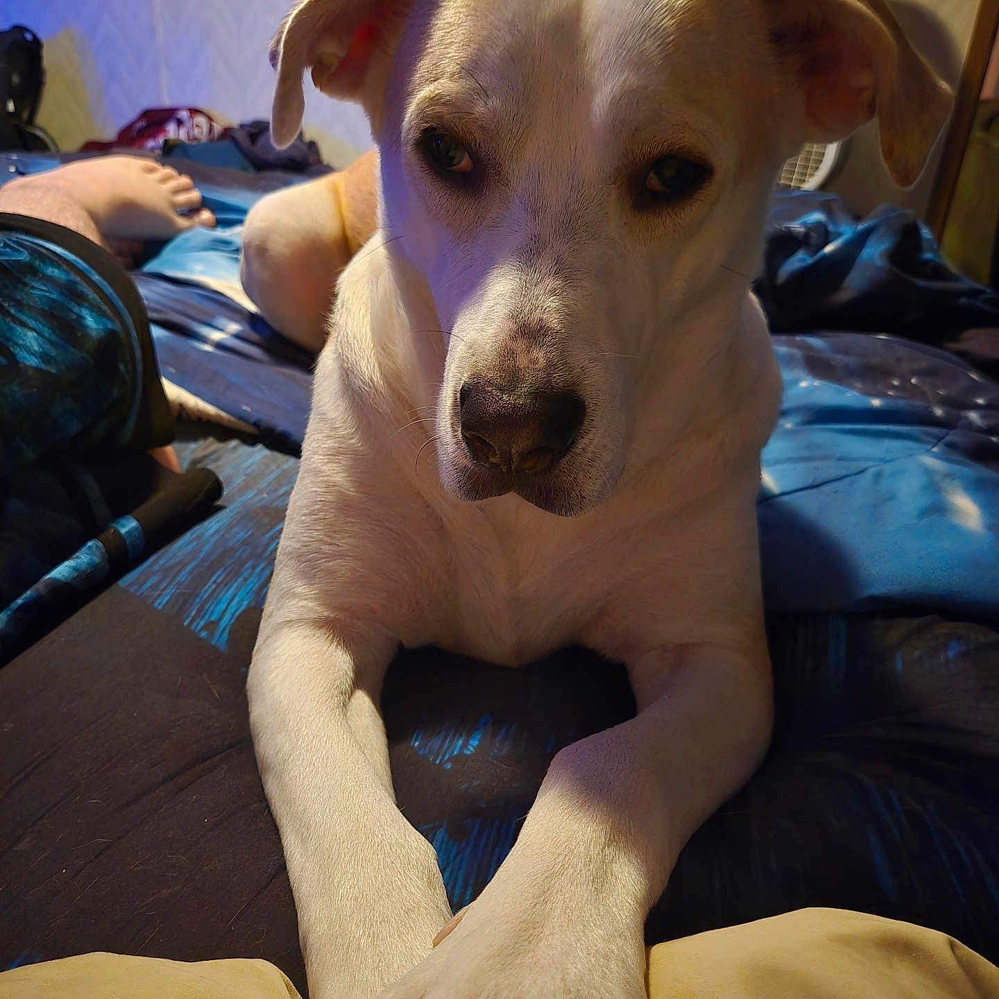 Milk joined the competition — help win amazing prizes! dog, puppy, white_dog, brown_patches, pet, animal, portrait, closeup, sitting, front_paws, crossed_paws, floppy_ears, dark_eyes, nose, bed, blanket, bedroom, fan, indoor, home