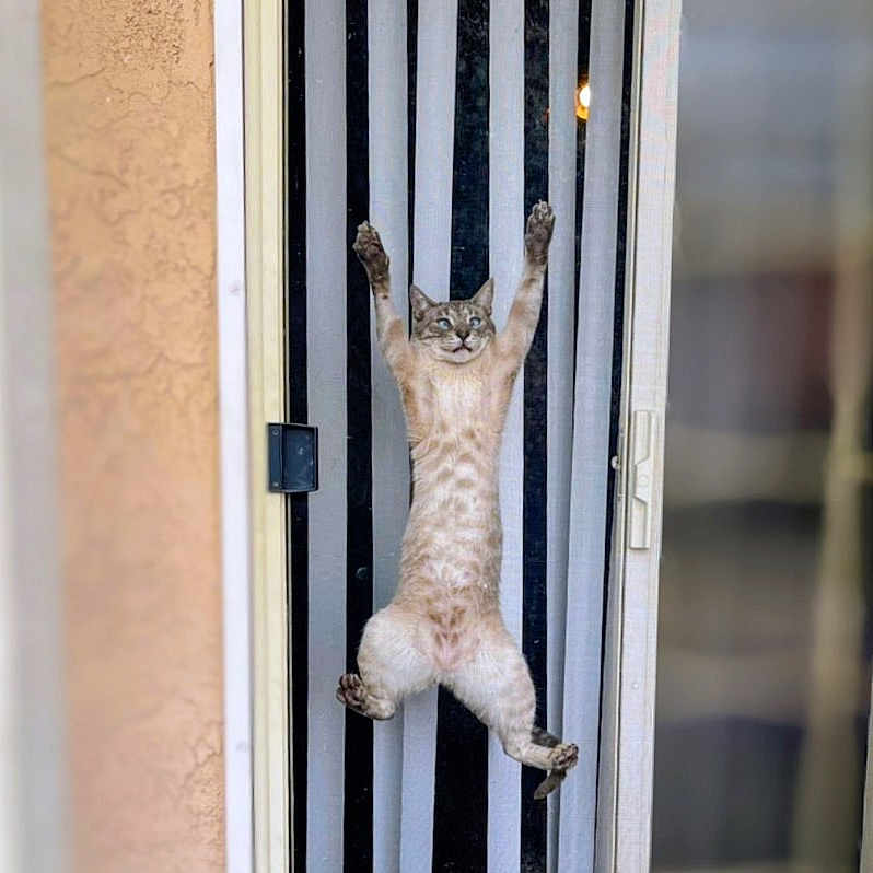 Loki is registered to the contest to win money with this photo: animal, cat, claw, climbing, curtain, door, ears, feline, fur, home, indoor, paws, pet, playful, sill, striped, vertical, wall, whiskers, window