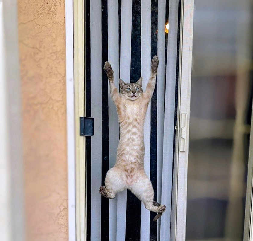 Loki is registered to the contest to win money with this photo: cat, climbing, door, striped, curtain, animal, pet, feline, indoor, wall, paws, fur, whiskers, ears, window, home, playful, vertical, claw, sill