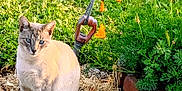 Loki is registered to the contest to win money with this photo: cat, animal, blue_eyes, sitting, garden, flowers, orange_flowers, green_grass, concrete, sunlight, outdoor, nature, plant, tail, fur, pet, calm, daylight, metal_cable, hook