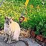 cat, animal, blue_eyes, sitting, garden, flowers, orange_flowers, green_grass, concrete, sunlight, outdoor, nature, plant, tail, fur, pet, calm, daylight, metal_cable, hook