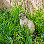 Loki joined the competition — help win amazing prizes! cat, grass, outdoor, nature, greenery, feline, animal, pet, wooden_fence, sitting, peaceful, sunlight, yard, leaf, plant, quiet, domestic_cat, mammal, side_view, calm
