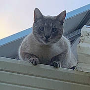 Loki is registered to the contest to win money with this photo: cat, animal, pet, rooftop, building, sky, outdoor, curious, feline, gray_cat, fur, ears, whiskers, paws, looking_down, daylight, structure, edge, quiet, alone