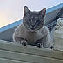 cat, animal, pet, rooftop, building, sky, outdoor, curious, feline, gray_cat, fur, ears, whiskers, paws, looking_down, daylight, structure, edge, quiet, alone