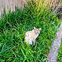 Loki is registered to the contest to win money with this photo: cat, siamese_cat, grass, greenery, outdoor, nature, fence, animal, pet, blue_eyes, sitting, curious, fur, whiskers, daylight, plants, garden, sidewalk, wildlife, peaceful