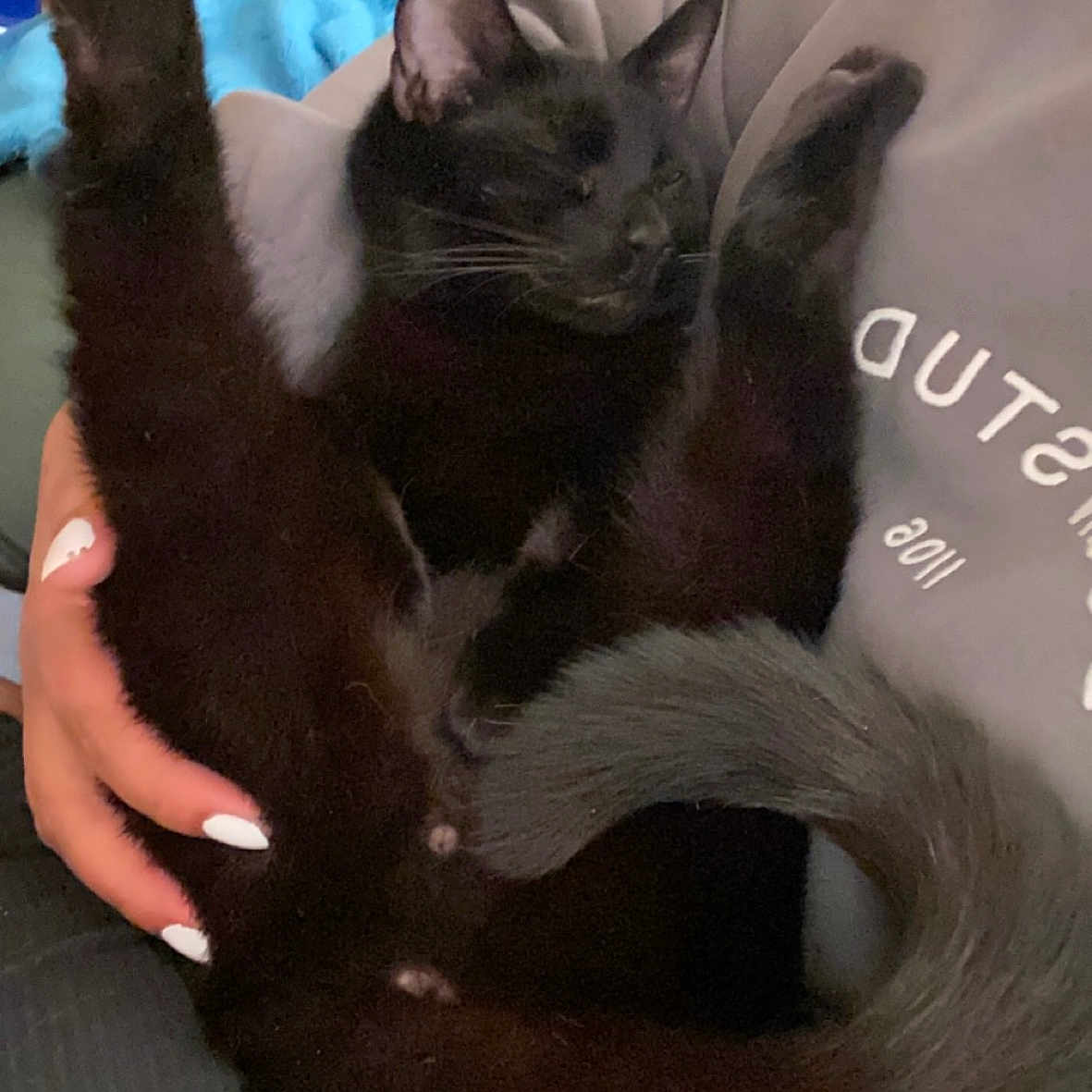 Onyx joined the competition — help win amazing prizes! abyssinian, animal, bed, bedroom, blackcat, blanket, bodypart, cat, couch, cushion, finger, furniture, hand, homedecor, indoors, kitten, person, pet, room, sleeping