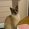 cat, siamese_cat, pet, indoor, bed, bedspread, leaf_pattern, furniture, dresser, door, floor, rug, pink_rug, wooden_floor, curious, animal, domestic_animal, feline, sitting, blue_eyes