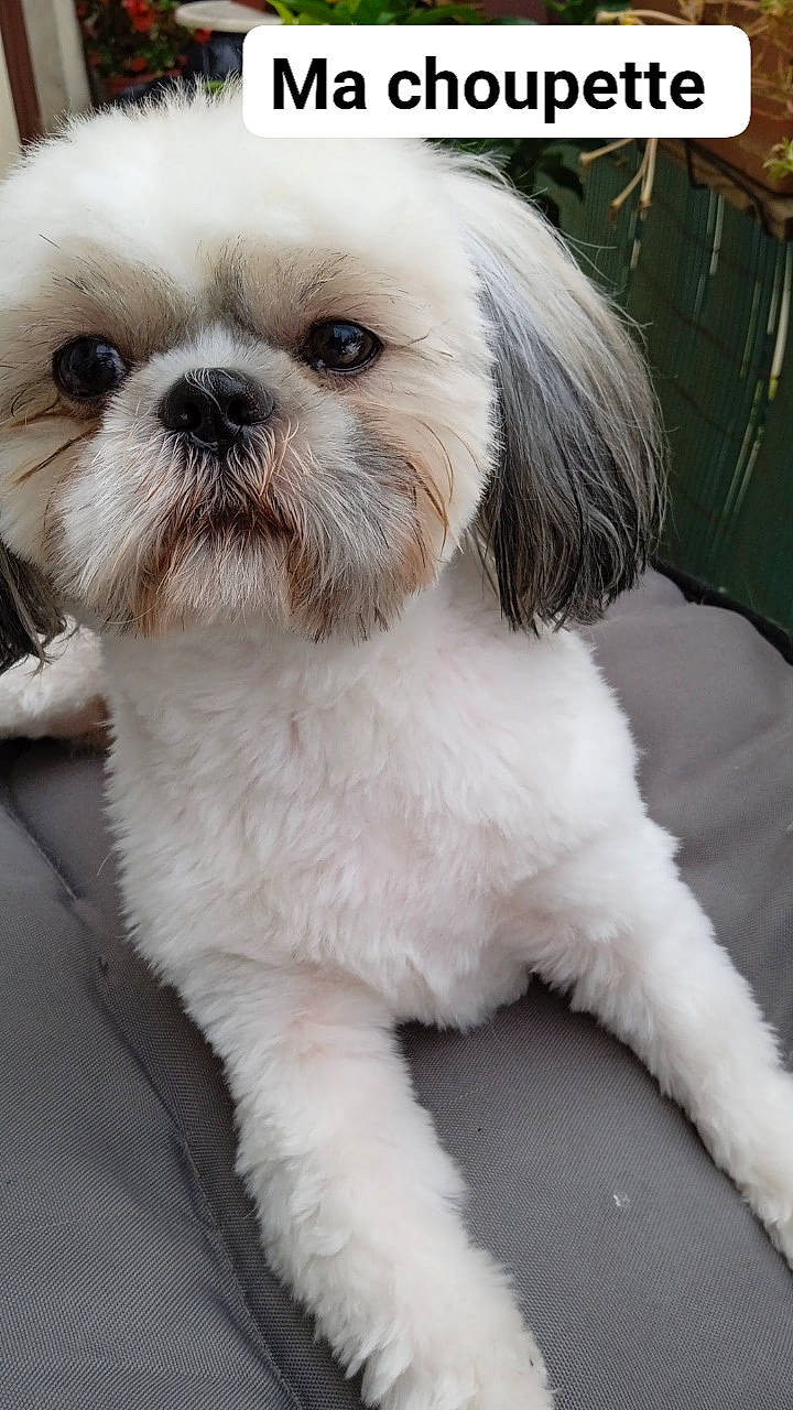 Sibelle a rejoint le concours — aidez-le/la à gagner de superbes lots ! canidae, carnivore, companion_dog, dog, dog_breed, dog_supply, fawn, fur, head, liver, mal_shi, maltepoo, puppy, shih_poo, shih_tzu, snout, sporting_group, terrestrial_animal, toy_dog, working_animal