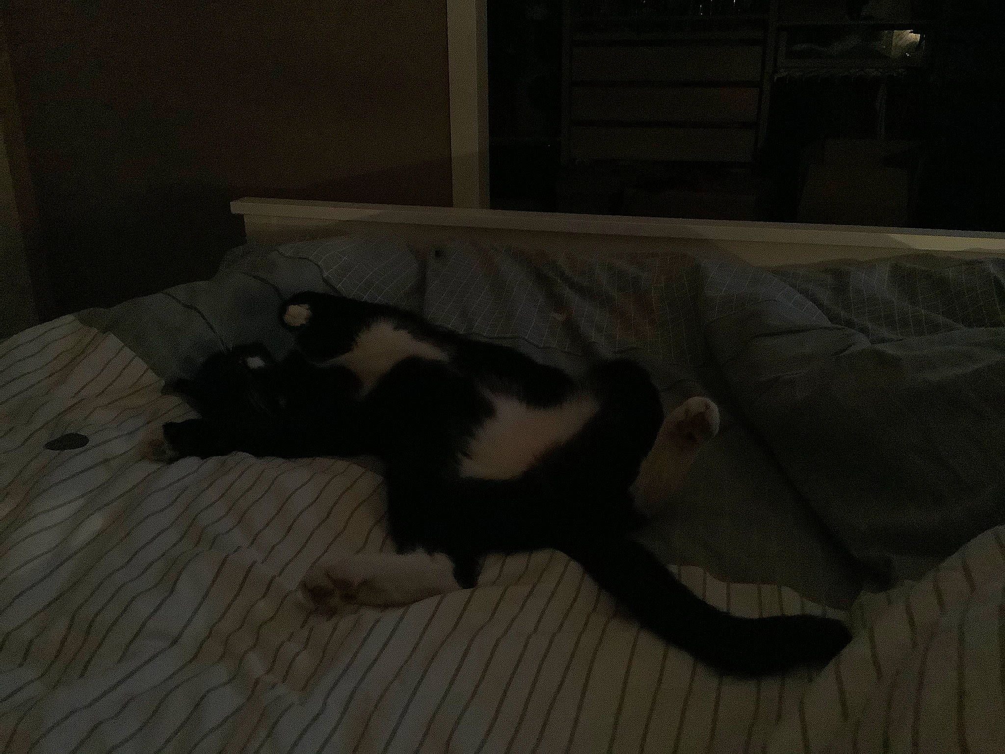 Astérix participe au concours pour gagner de l'argent avec cette photo : black, boston_terrier, canidae, carnivore, cat, dog, felidae, floor, flooring, non_sporting_group, room, tail