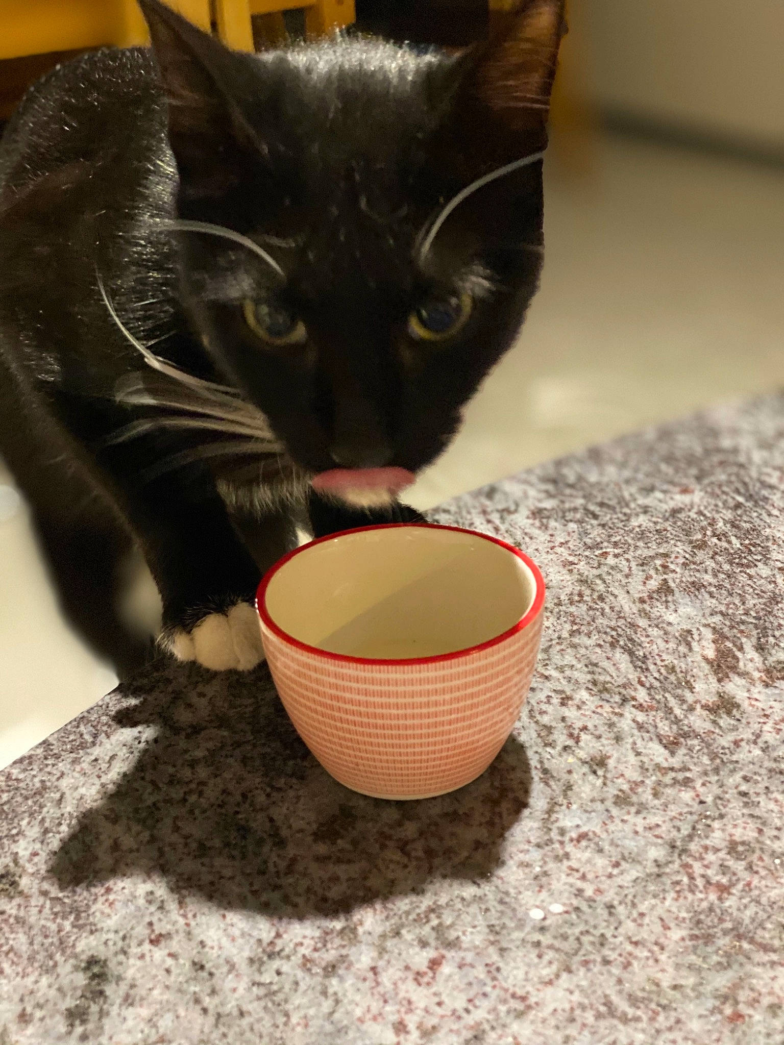 Astérix participe au concours pour gagner de l'argent avec cette photo : asian, black_cat, bowl, carnivore, cat, cup, domestic_short_haired_cat, drinkware, felidae, kitten, small_to_medium_sized_cats, tableware, whiskers