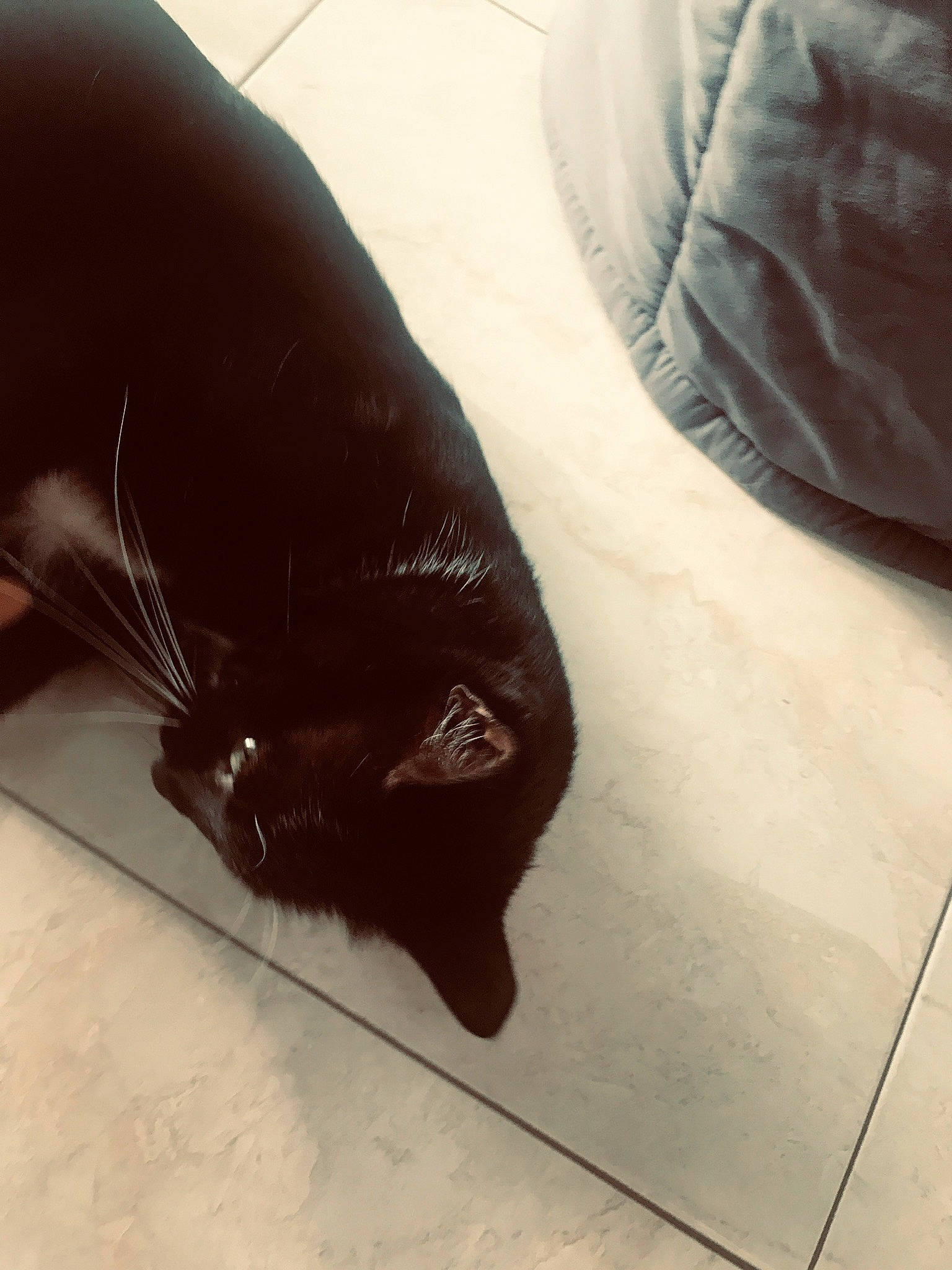 Astérix a rejoint le concours — aidez-le/la à gagner de superbes lots ! black, black_cat, bombay, burmese, carnivore, cat, claw, felidae, floor, fur, leg, skin, small_to_medium_sized_cats, tail, whiskers