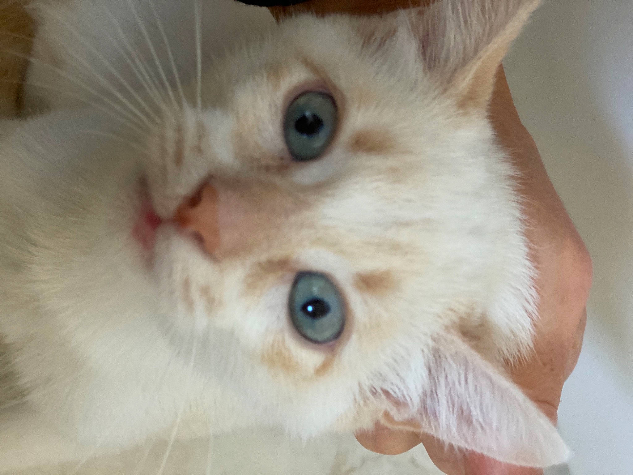 Rosie participe au concours pour gagner de l'argent avec cette photo : balinese, carnivore, cat, close_up, eye, felidae, fur, iris, javanese, kitten, mammal, nose, ojos_azules, ragamuffin, ragdoll, skin, small_to_medium_sized_cats, snout, turkish_van, whiskers