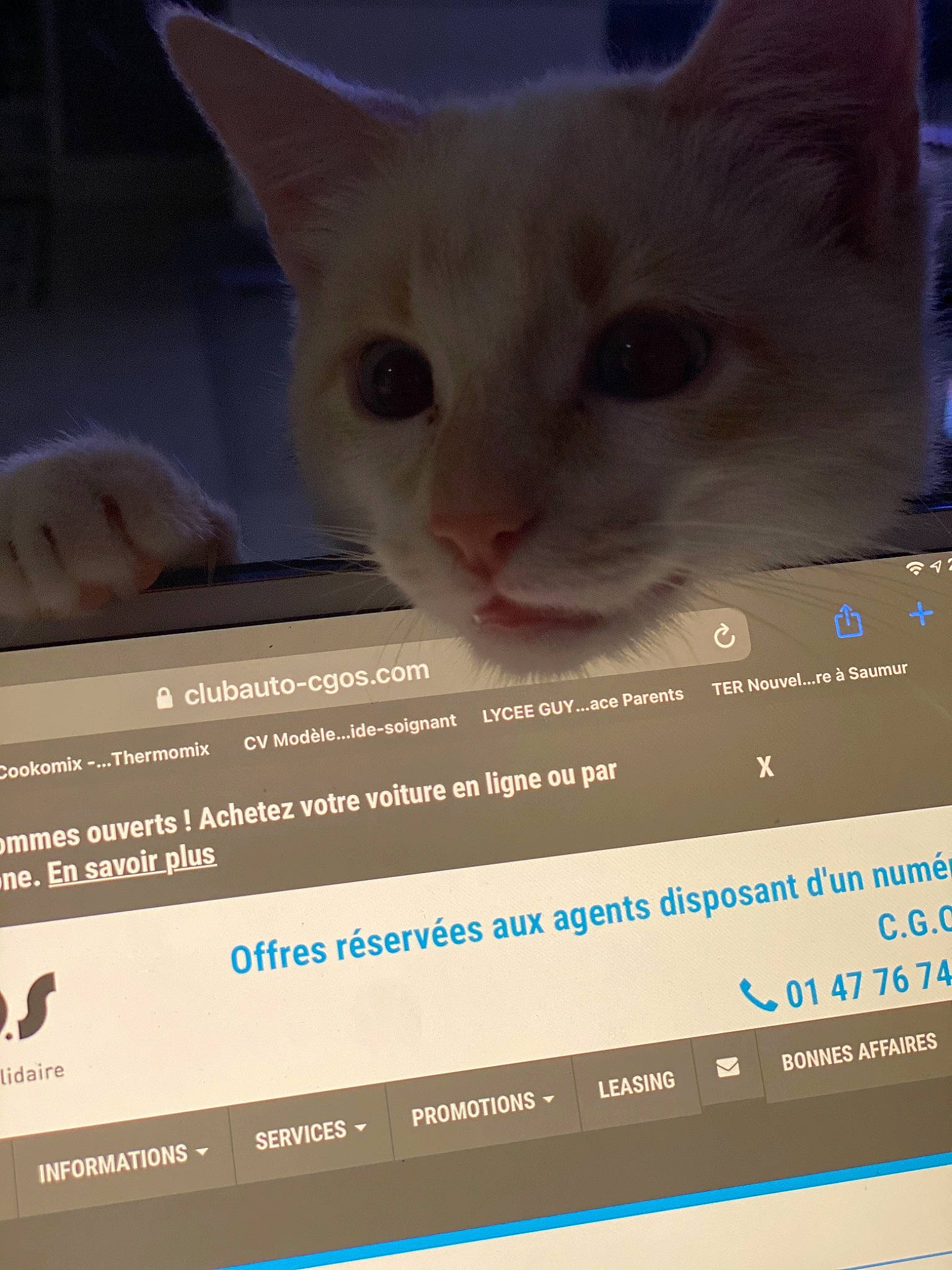 Rosie a rejoint le concours — aidez-le/la à gagner de superbes lots ! carnivore, cat, colorpoint_shorthair, felidae, khao_manee, photo_caption, small_to_medium_sized_cats, snout, turkish_angora, whiskers