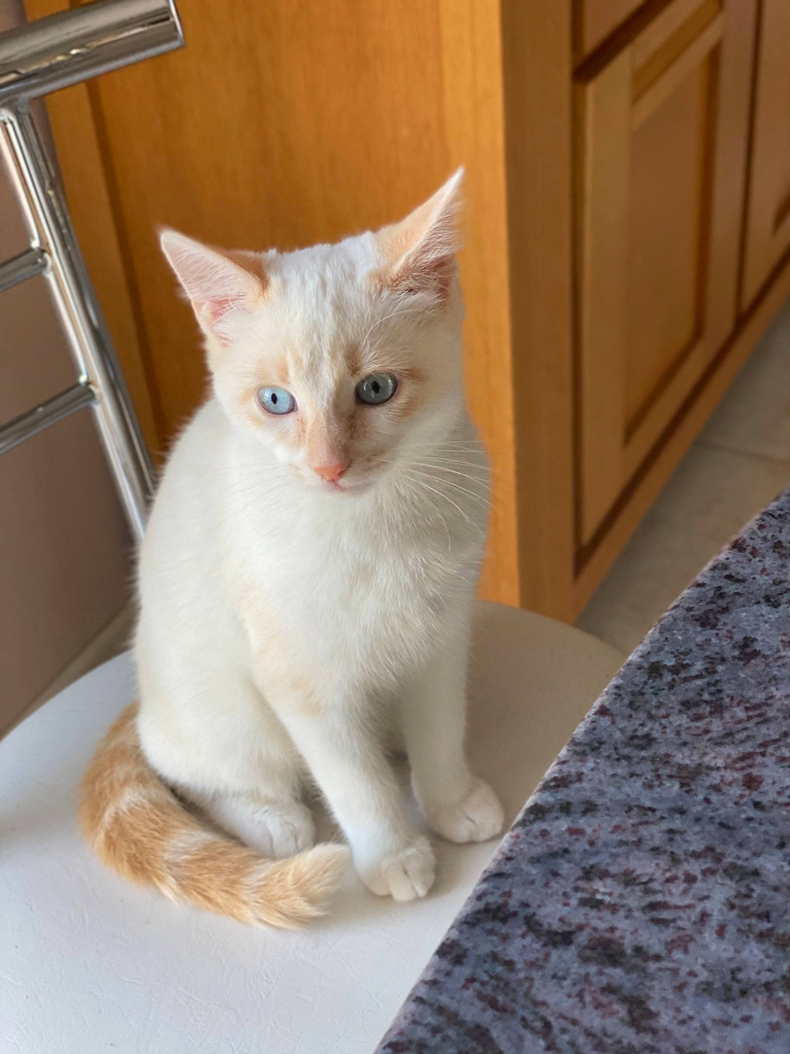 Rosie a rejoint le concours — aidez-le/la à gagner de superbes lots ! aegean_cat, asian, burmilla, carnivore, cat, colorpoint_shorthair, domestic_short_haired_cat, european_shorthair, fawn, felidae, khao_manee, kitten, mammal, ojos_azules, polydactyl_cat, small_to_medium_sized_cats, turkish_angora, turkish_van, vertebrate, whiskers