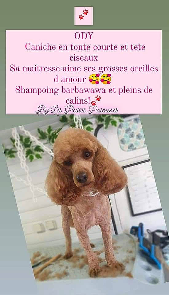 Ody participe au concours pour gagner de l'argent avec cette photo : brown, canidae, carnivore, companion_dog, dog, dog_breed, dog_supply, fawn, font, liver, pattern, poodle, publication, soil, sporting_group, terrestrial_animal, terrestrial_plant, toy_dog, water_dog, working_animal