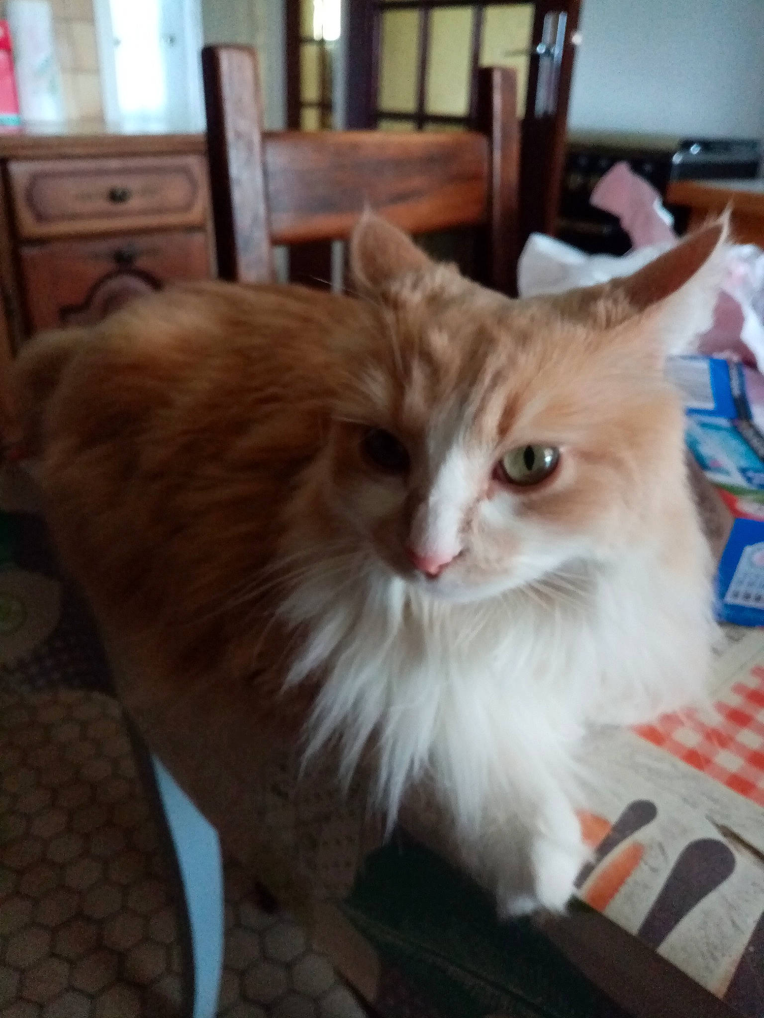 Princesse participe au concours pour gagner de l'argent avec cette photo : british_longhair, carnivore, cat, chair, claw, companion_dog, domestic_short_haired_cat, fawn, felidae, flooring, fur, hardwood, paw, plant, small_to_medium_sized_cats, snout, tail, whiskers, window, wood