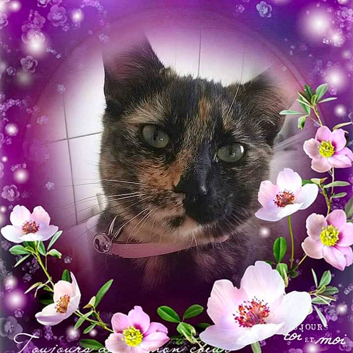 Minette a rejoint le concours — aidez-le/la à gagner de superbes lots ! art, beauty, carnivore, cat, creative_arts, domestic_short_haired_cat, felidae, flower, grass, happy, magenta, morning, nature, organism, pet_supply, petal, plant, small_to_medium_sized_cats, spring, whiskers