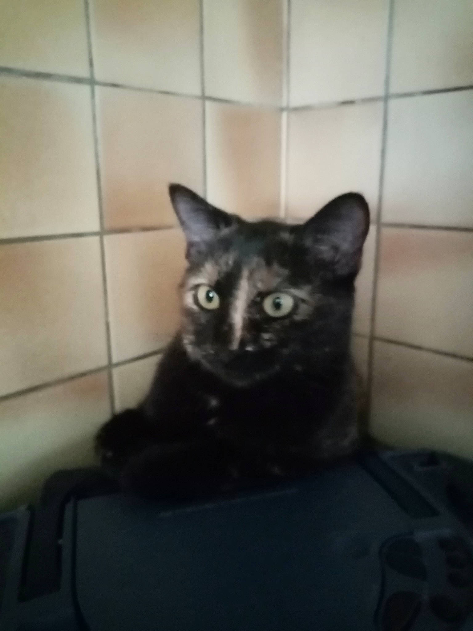 Céleste participe au concours pour gagner de l'argent avec cette photo : black_cat, bombay, carnivore, cat, darkness, domestic_short_haired_cat, felidae, flooring, fur, iris, paw, pet_supply, room, small_to_medium_sized_cats, snout, tail, terrestrial_animal, whiskers