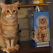 Toto a rejoint le concours — aidez-le/la à gagner de superbes lots ! cat, ginger_cat, box, indoor, wooden_surface, feline, pet, animal, curious, sitting, orange_fur, striped, domestic_cat, eyes, whiskers, tail, background, shelf, container, portrait