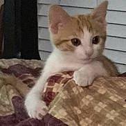 Daisy is registered to the contest to win money with this photo: kitten, cat, orange_and_white, blanket, indoor, curious, pet, animal, feline, young, cute, soft, cozy, resting, paw, bedroom, window_blinds, domestic, small, cute_pet