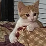 kitten, cat, orange_and_white, blanket, indoor, curious, pet, animal, feline, young, cute, soft, cozy, resting, paw, bedroom, window_blinds, domestic, small, cute_pet