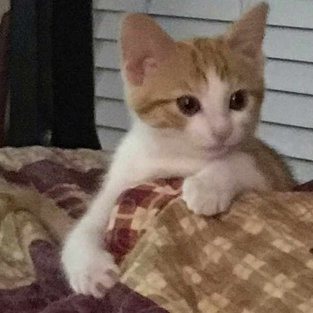 Daisy is registered to the contest to win money with this photo: animal, bedroom, blanket, cat, cozy, curious, cute, cute_pet, domestic, feline, indoor, kitten, orange_and_white, paw, pet, resting, small, soft, window_blinds, young