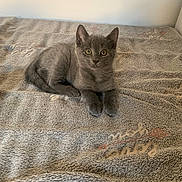 Foxy a rejoint le concours — aidez-le/la à gagner de superbes lots ! animal, blanket, cozy, curious, cute, domestic, ears, eyes, feline, fur, gray_cat, indoor, kitten, looking, pet, resting, soft, table, whiskers, young