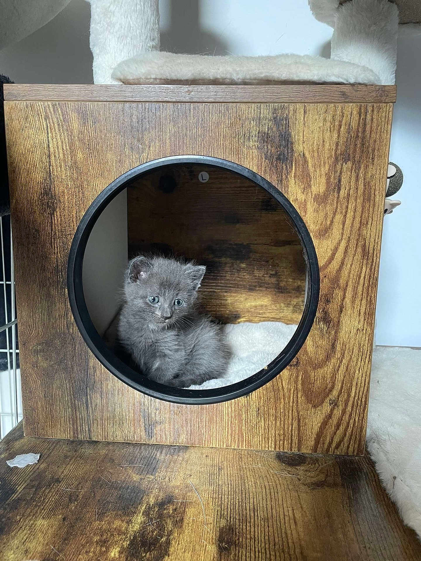 Foxy participe au concours pour gagner de l'argent avec cette photo : kitten, gray_cat, wooden_box, cubicle, pet, indoor, feline, cute, small, animal, cozy, soft_blanket, round_opening, curious, young, fur, home, resting, quiet, domestic