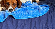 Artemis is registered to the contest to win money with this photo: dog, pets, brown_dog, white_dog, bed, blanket, blue_blanket, navy_blanket, indoor, resting, lying_down, cute, animal, canine, fur, ears, eyes, nose, relaxed, companions