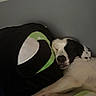 Artemis is registered to the contest to win money with this photo: dog, sleeping, pillow, black, green, white, spotted, pet, cozy, resting, indoor, gray_wall, relaxed, animal, cute, fur, snout, ears, legs, bed