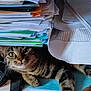 Alaska participe au concours pour gagner de l'argent avec cette photo : cat, tabby_cat, papers, documents, stack_of_papers, file_folder, desk, office, peeking, paws, whiskers, indoor, clutter, cable, paperwork, folder, timestamp, curious, shelf, portrait