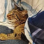 cat, tabby_cat, pet, fur, whiskers, ear, paw, striped, bed, blanket, bedding, duvet, cozy, resting, indoor, domestic_animal, portrait, closeup, sleepy, home