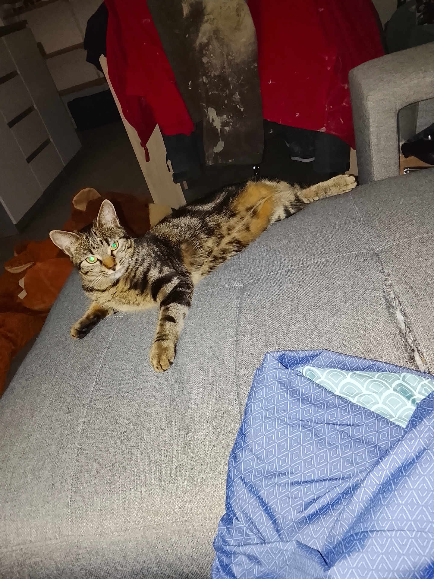 Alaska a rejoint le concours — aidez-le/la à gagner de superbes lots ! cat, tabby_cat, pet, indoor, couch, sofa, upholstery, blanket, pillow, jacket, hanging_clothing, living_room, fabric, pattern, flash_glare, green_eyes, reclining, paws, cozy, domestic_animal