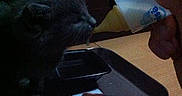 Luna participe au concours pour gagner de l'argent avec cette photo :