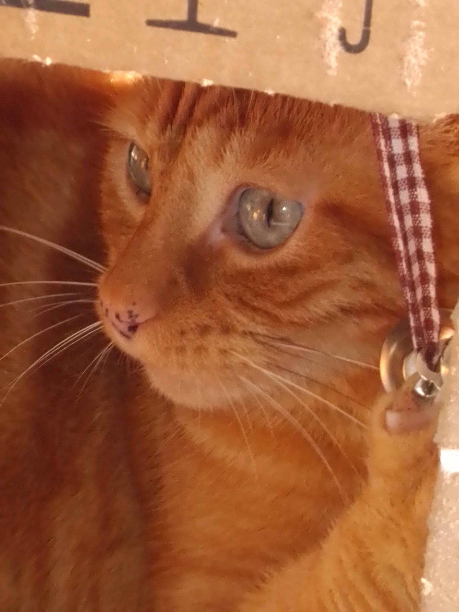 Tigrou