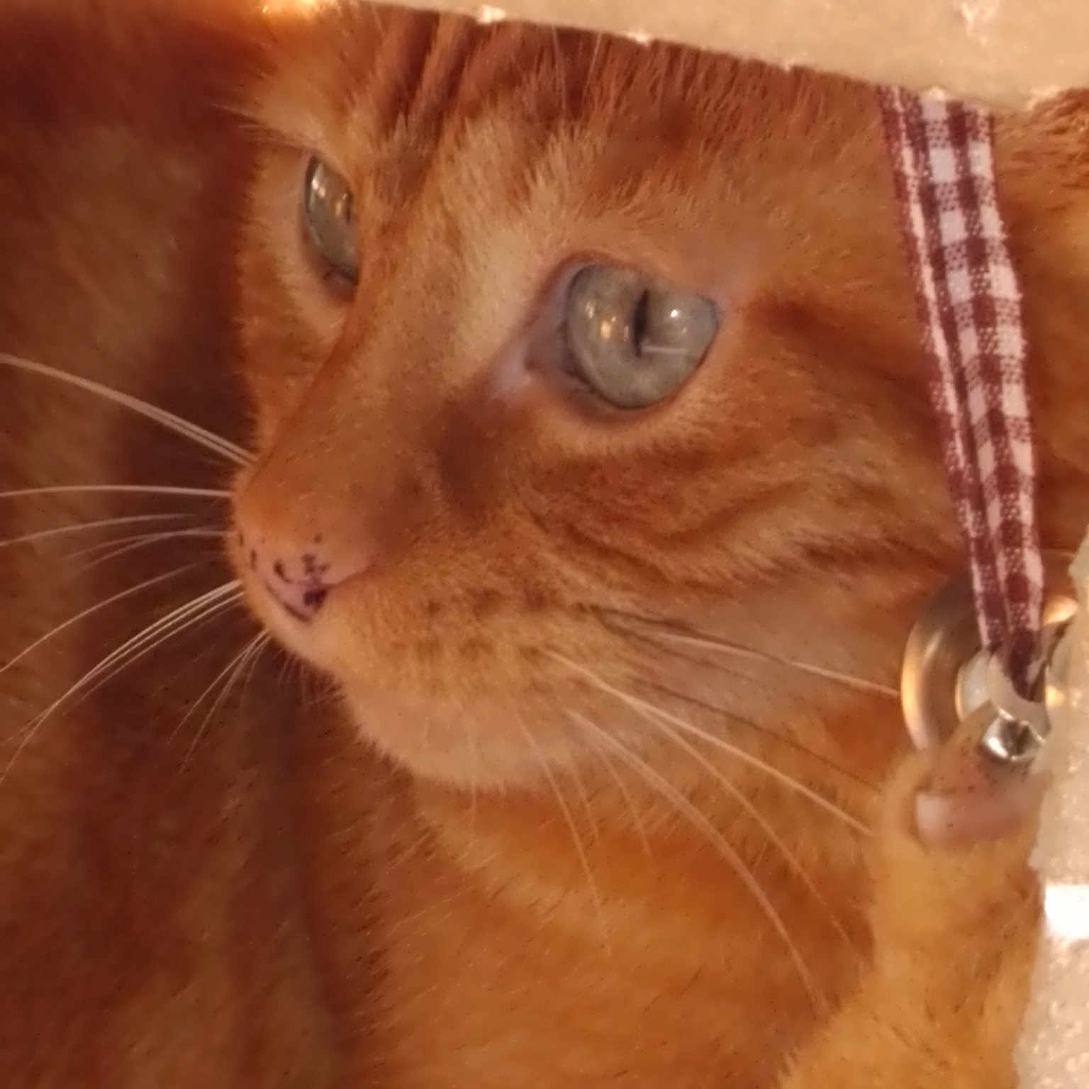 Tigrou
