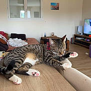 Pucci participe au concours pour gagner de l'argent avec cette photo : cat, tabby_cat, grooming, paws, collar, wooden_table, living_room, sofa, blanket, window, lamp, tv, cushion, floor, furniture, indoor, pet, relaxing, striped, pink_paws