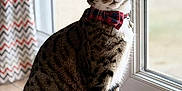 Pucci a rejoint le concours — aidez-le/la à gagner de superbes lots ! cat, tabby_cat, bow_tie, indoor, window, glass_door, curtain, floor, striped_fur, white_paws, sitting, pet, domestic_cat, looking_at_camera, natural_light, cozy, wooden_floor, portrait, animal, cute