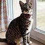 cat, tabby_cat, bow_tie, indoor, window, glass_door, curtain, floor, striped_fur, white_paws, sitting, pet, domestic_cat, looking_at_camera, natural_light, cozy, wooden_floor, portrait, animal, cute