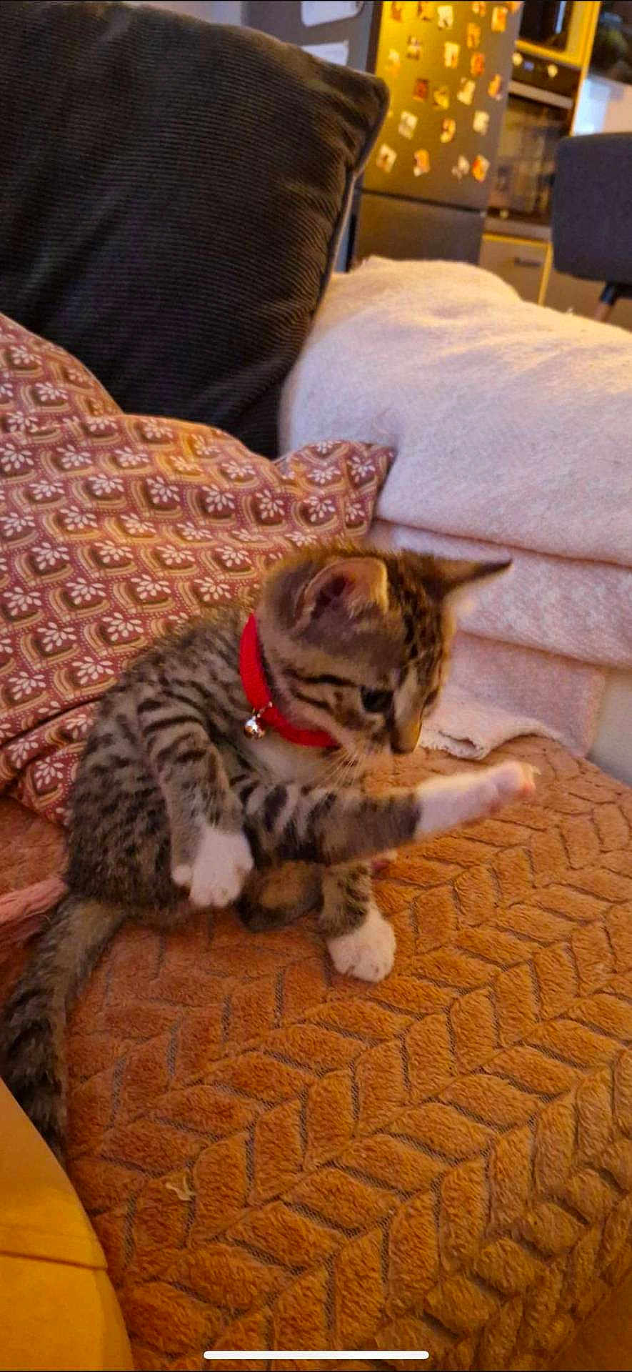 Pucci participe au concours pour gagner de l'argent avec cette photo : kitten, cat, pet, indoor, furniture, blanket, pillow, home, cozy, red_collar, tabby, striped, white_paws, cute, young, animal, mammal, playful, resting, living_room