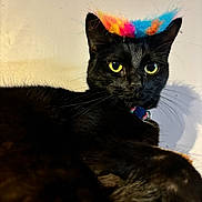 Olive is registered to the contest to win money with this photo: animal, black_cat, cat, closeup, collar, colorful_hat, cute, domestic_animal, feline, fluffy, fur, fuzzy, indoor, looking, pet, playful, portrait, sitting, whiskers, yellow_eyes