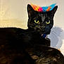 animal, black_cat, cat, closeup, collar, colorful_hat, cute, domestic_animal, feline, fluffy, fur, fuzzy, indoor, looking, pet, playful, portrait, sitting, whiskers, yellow_eyes