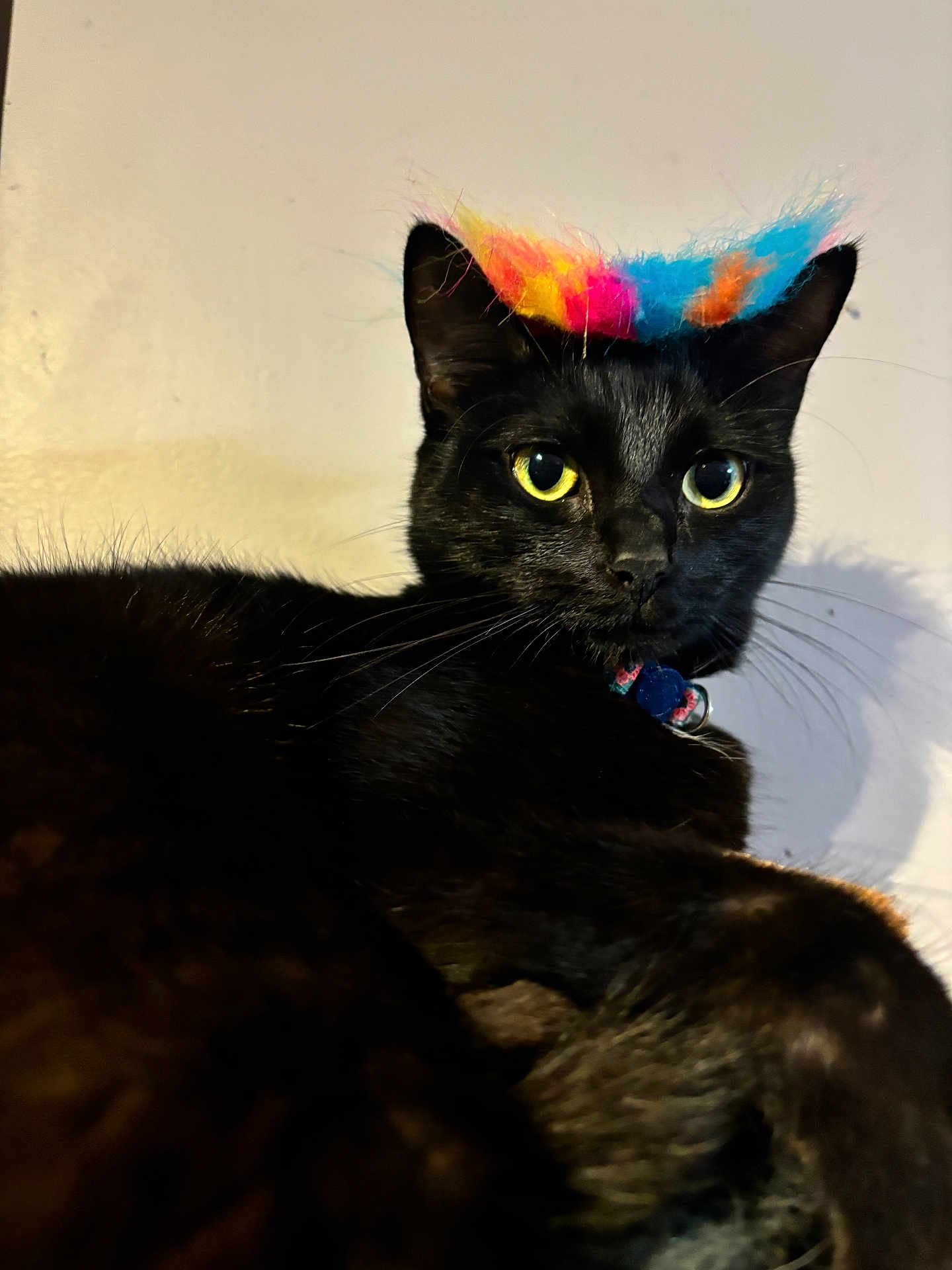 Olive is registered to the contest to win money with this photo: animal, black_cat, cat, closeup, collar, colorful_hat, cute, domestic_animal, feline, fluffy, fur, fuzzy, indoor, looking, pet, playful, portrait, sitting, whiskers, yellow_eyes