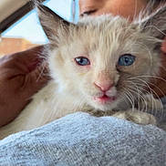 Chevy Lee joined the competition — help win amazing prizes! animal, blue_eyes, cat, close_up, curious, cute, domestic_animal, face, feline, fluffy, fur, gentle, holding, indoor, kitten, person, pet, soft_texture, whiskers, young